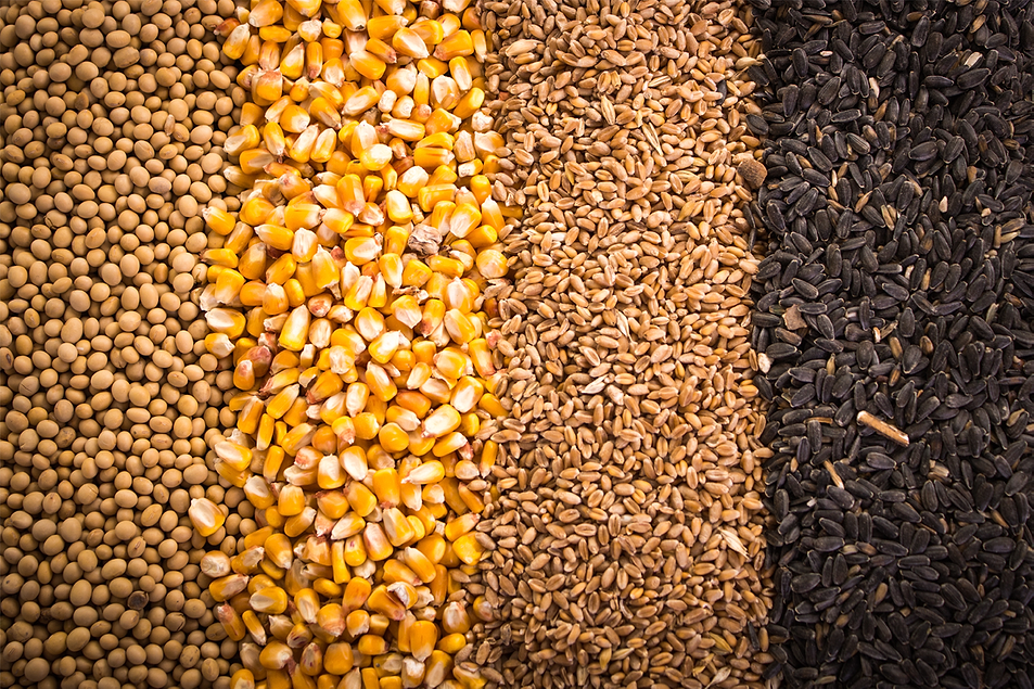 AI Grains, Corn and Soya