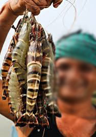 AI Prawns